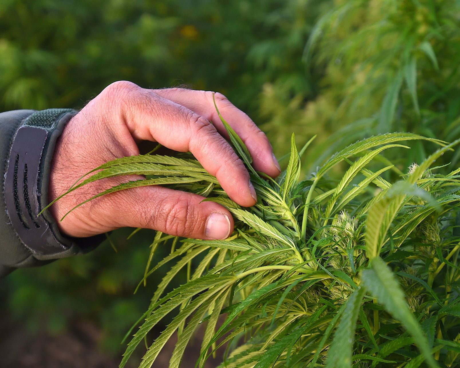 Hemp cultivation
